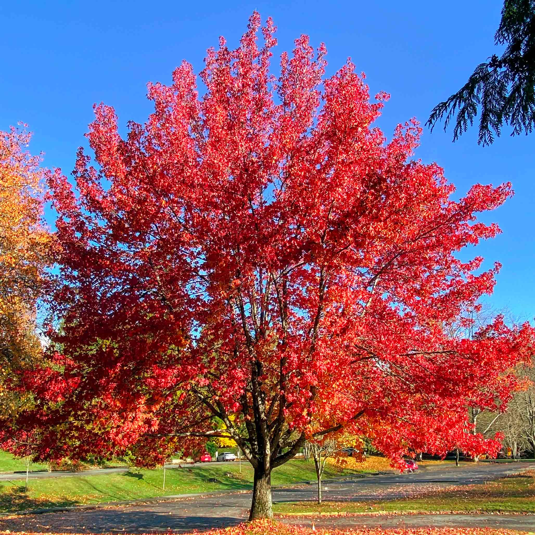 Shop All Trees, Shrubs & Vines