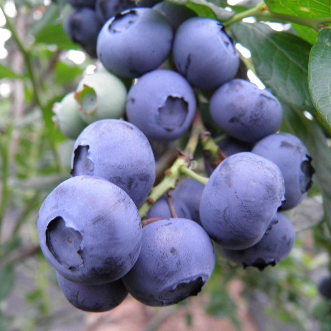 potted berry plants