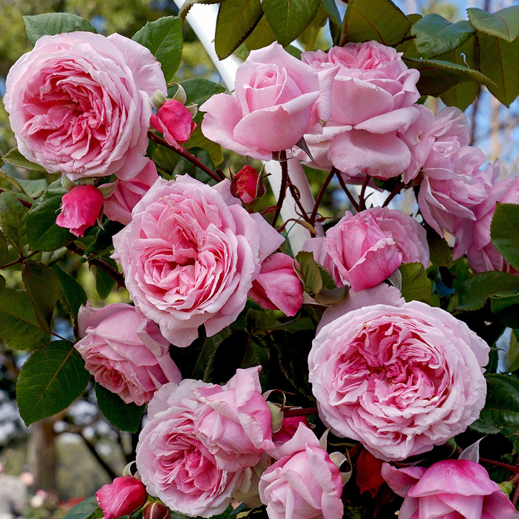Shop All Roses