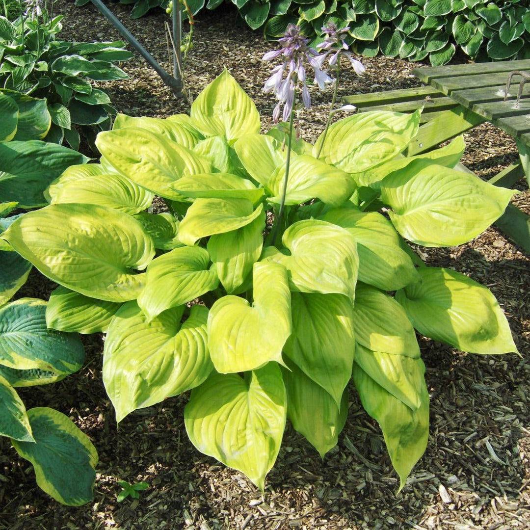 potted perennial plants online