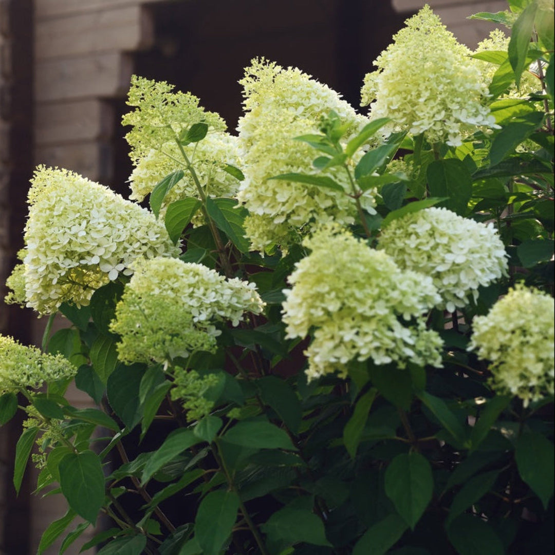 live potted plants