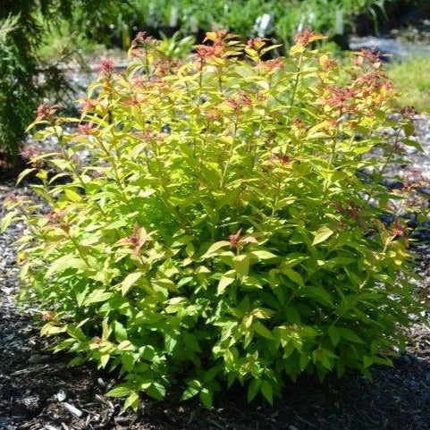 potted landscape shrubs