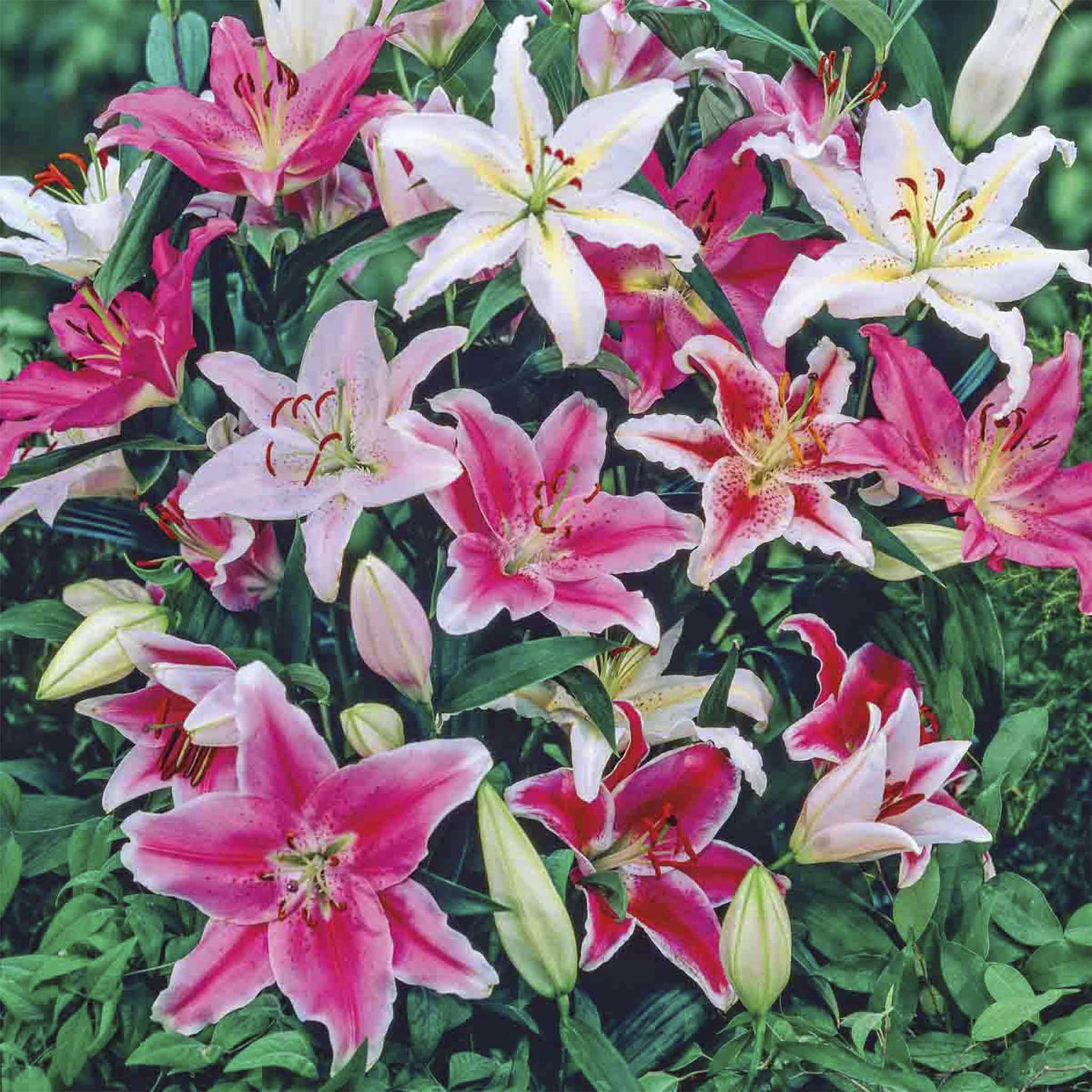 Oriental Lily Bulb Mix