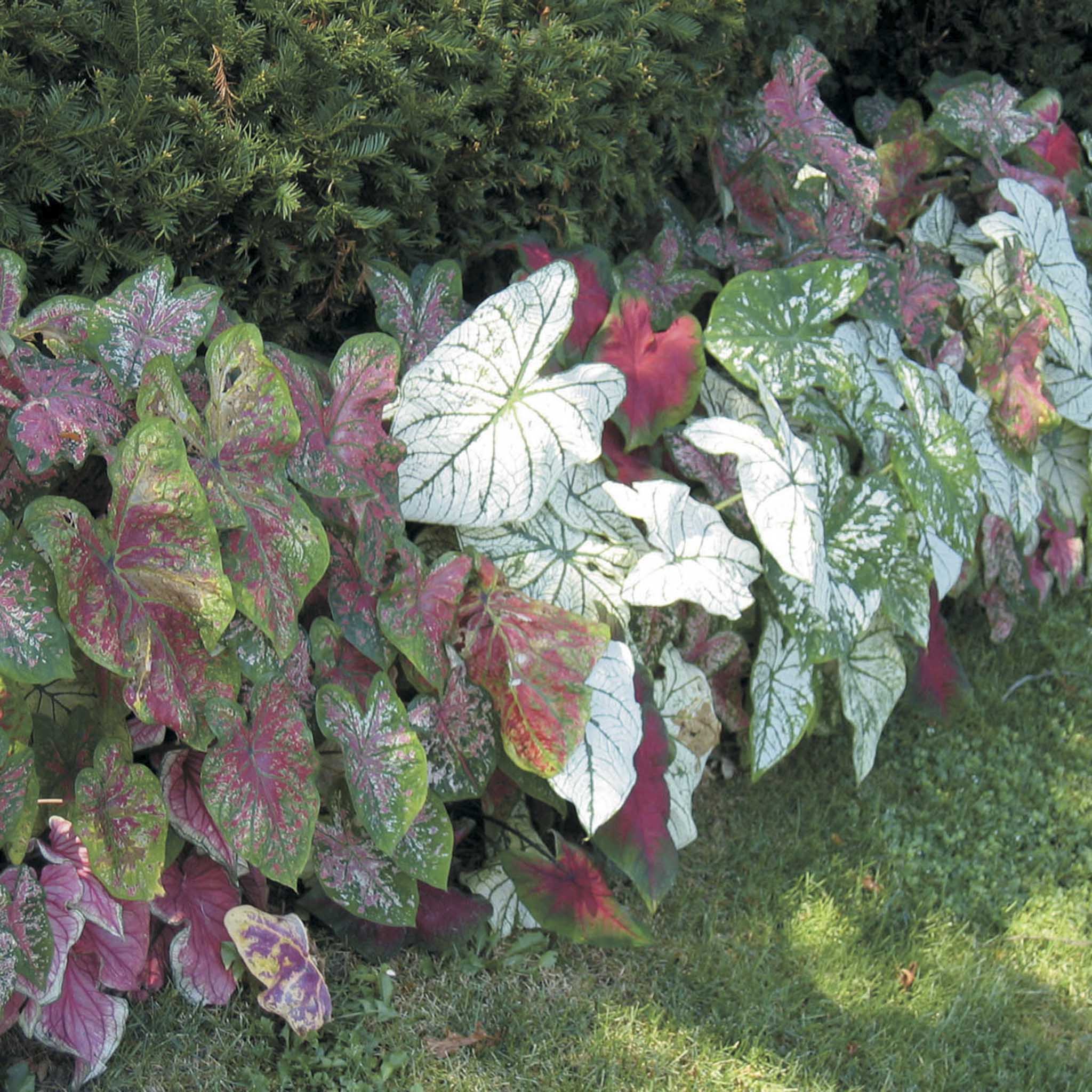 Caladium Bulbs Mix