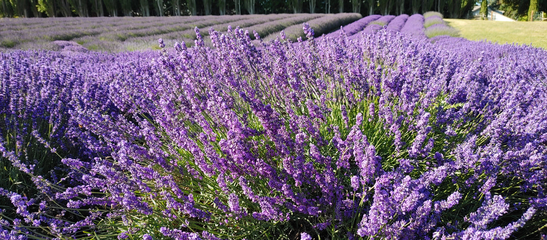 Live Royal Velvet Lavender Plant (Lavandula angustifolia)