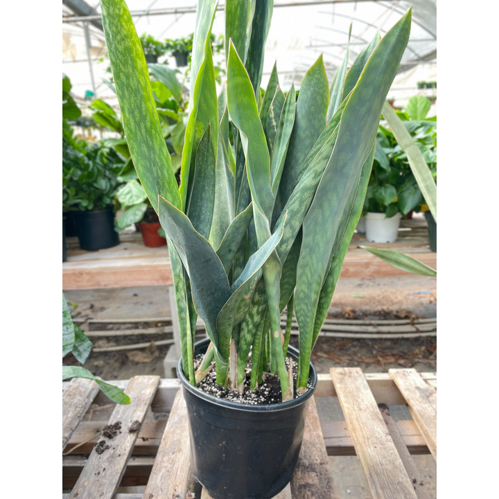 Snake Plant &