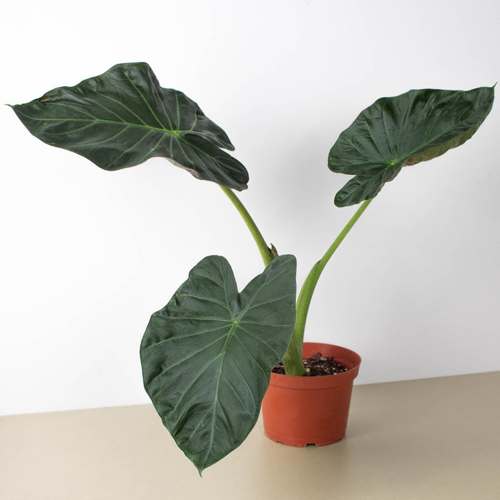 Alocasia &