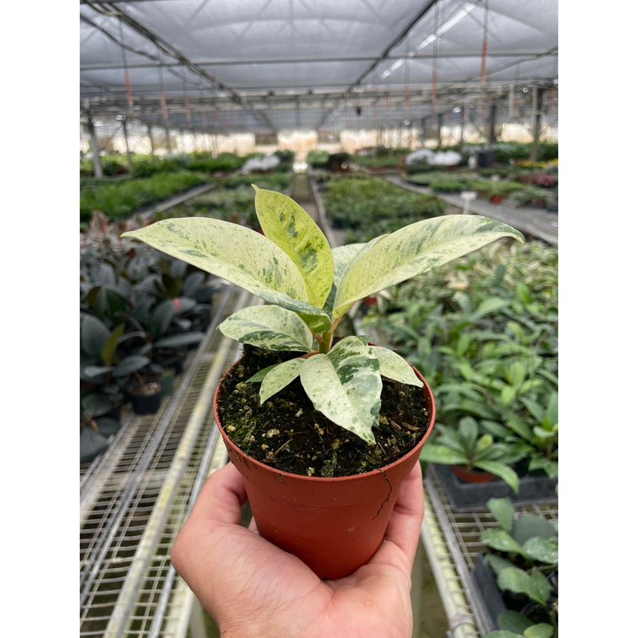 Ficus &
