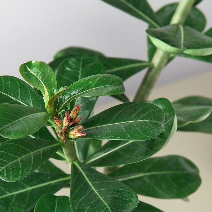 Succulent Adenium Obesum &