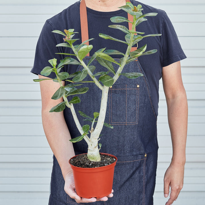 Succulent Adenium Obesum &