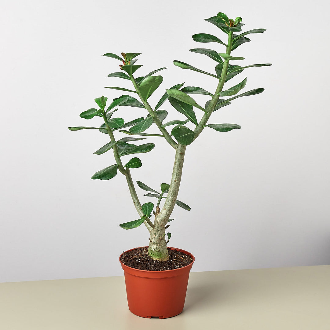 Succulent Adenium Obesum &