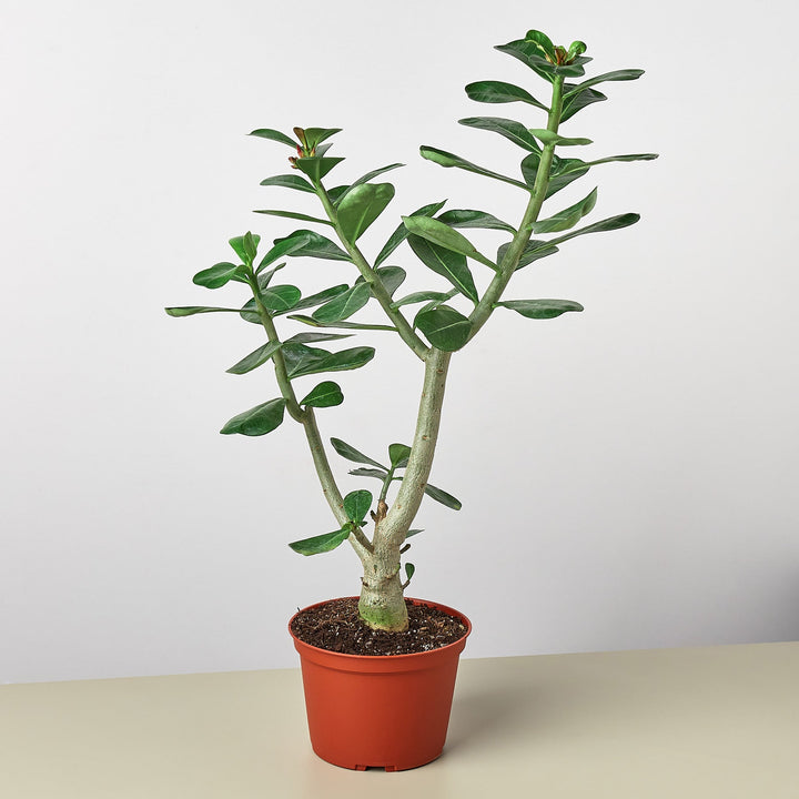 Succulent Adenium Obesum &