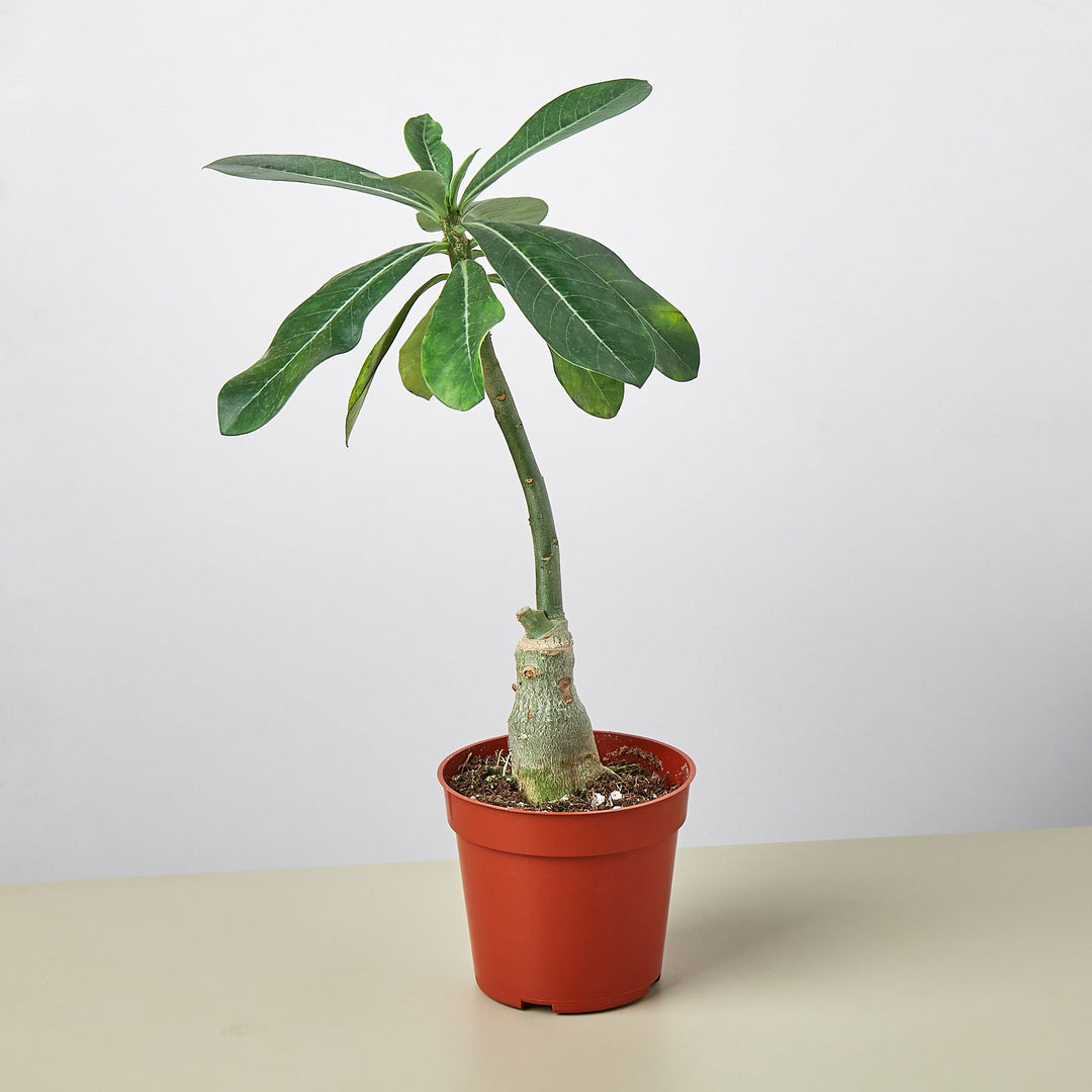 Succulent Adenium Obesum &
