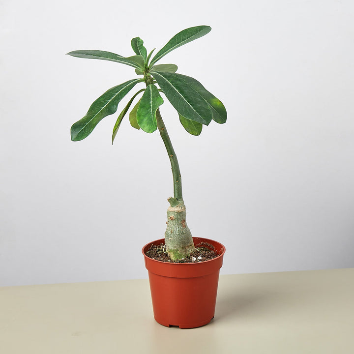Succulent Adenium Obesum &