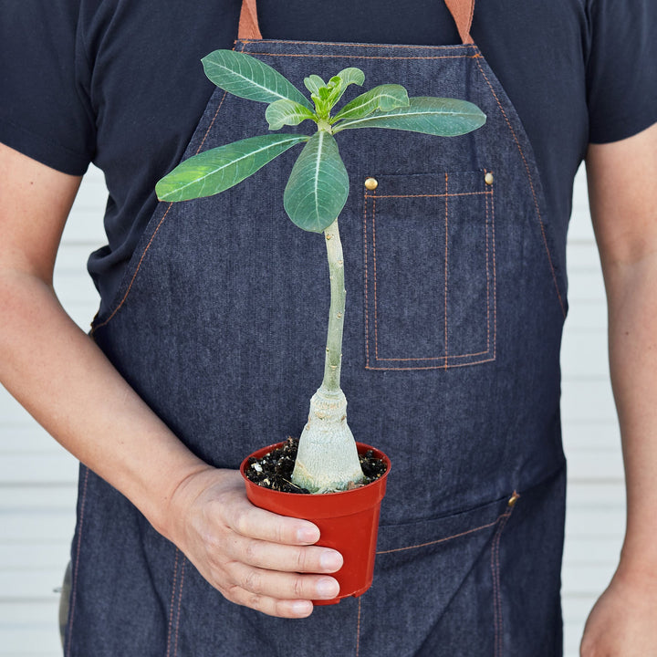 Succulent Adenium Obesum &