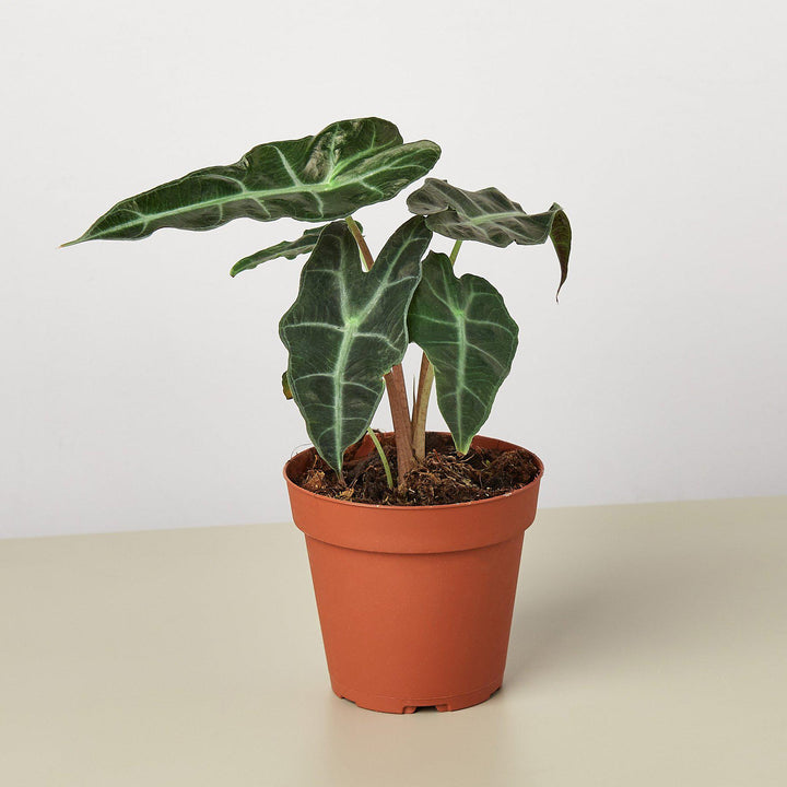 Alocasia Polly &