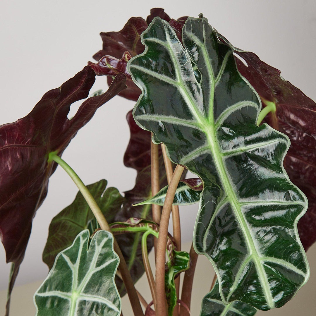 Alocasia Polly &