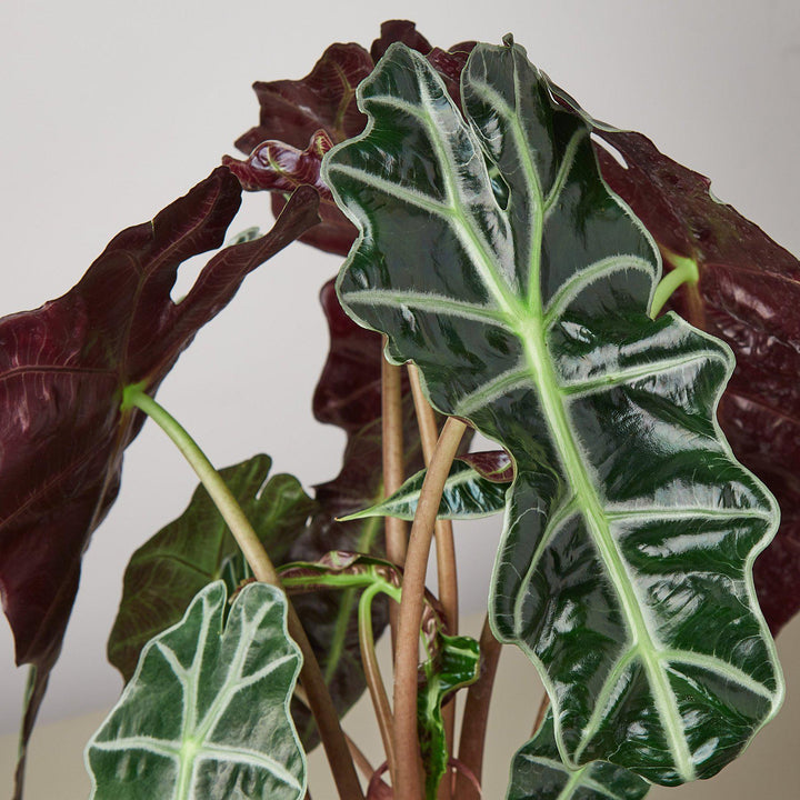 Alocasia Polly &