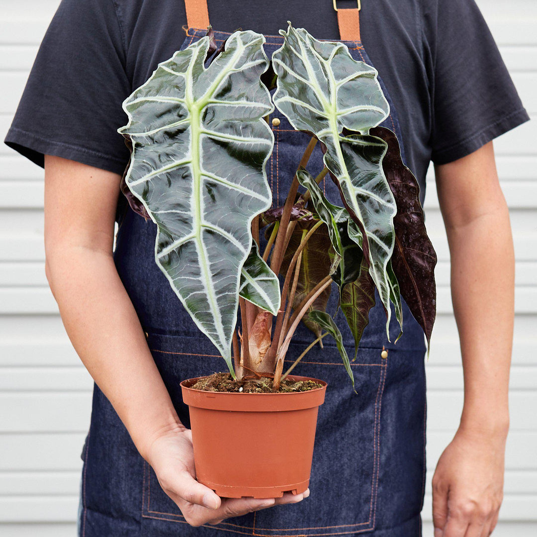 Alocasia Polly &