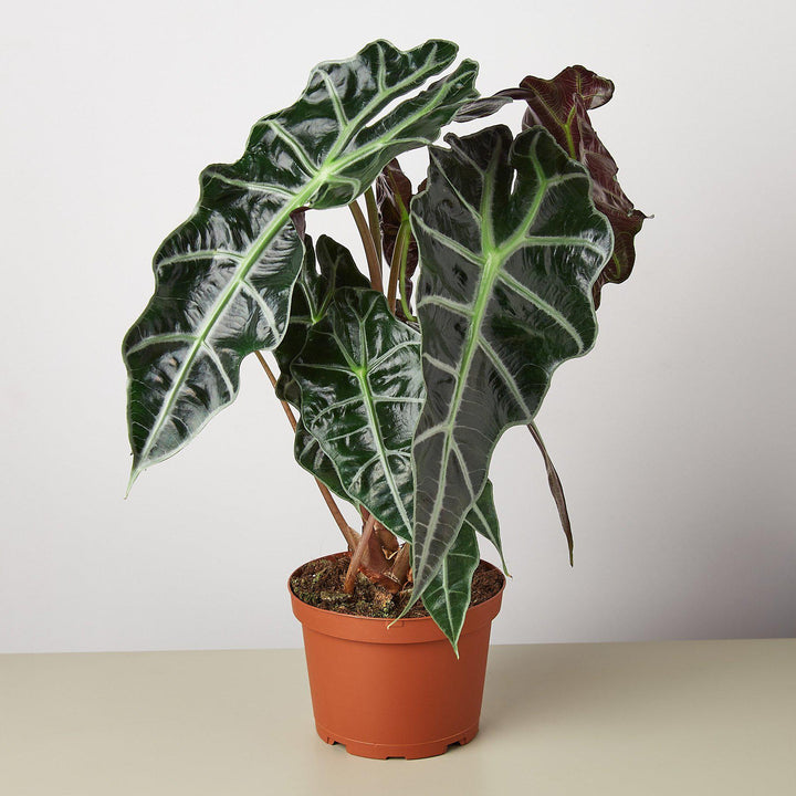 Alocasia Polly &