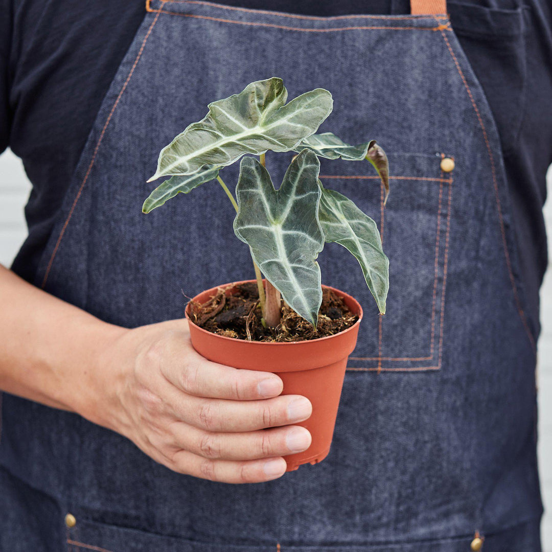 Alocasia Polly &