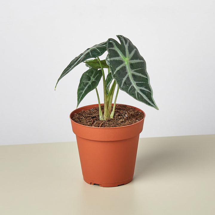 Alocasia Amazonica &