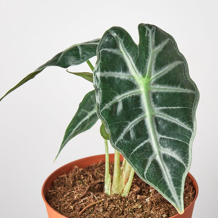 Alocasia Amazonica &
