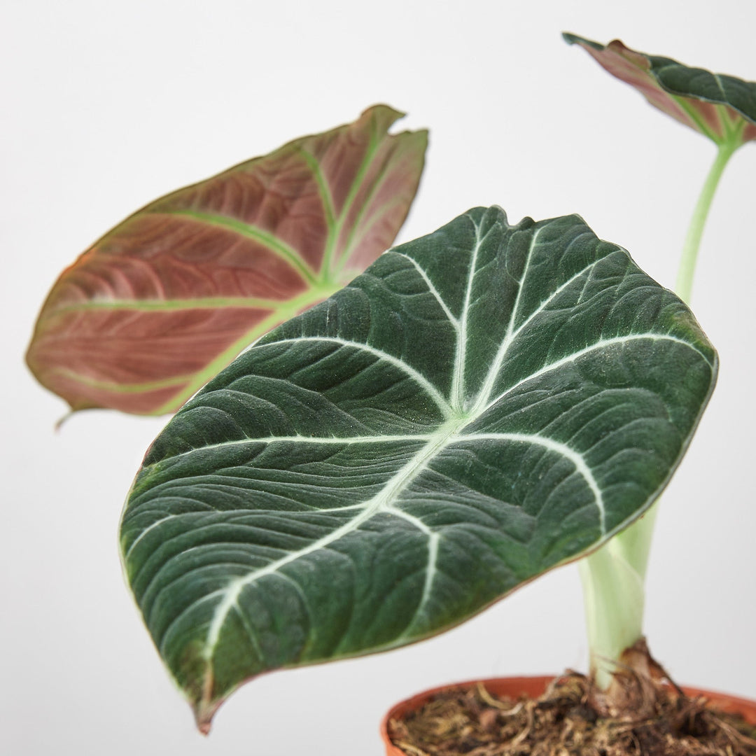 Alocasia Reginula &