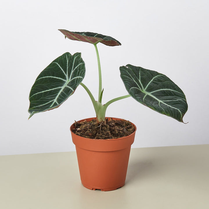 Alocasia Reginula &