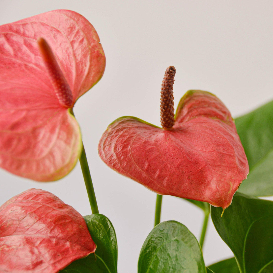 Anthurium &