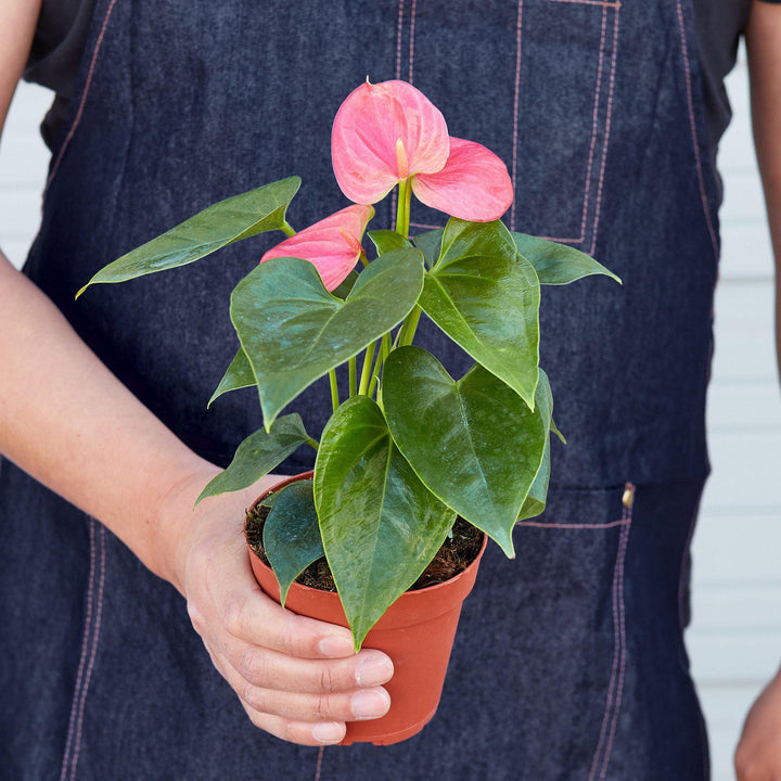 Anthurium &