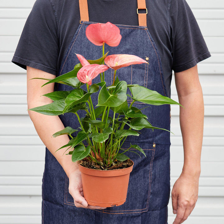 Anthurium &