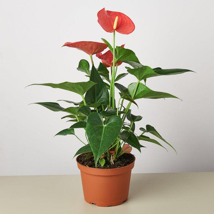 Anthurium &