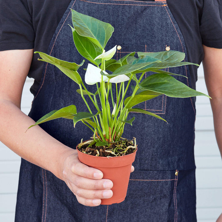 Anthurium &