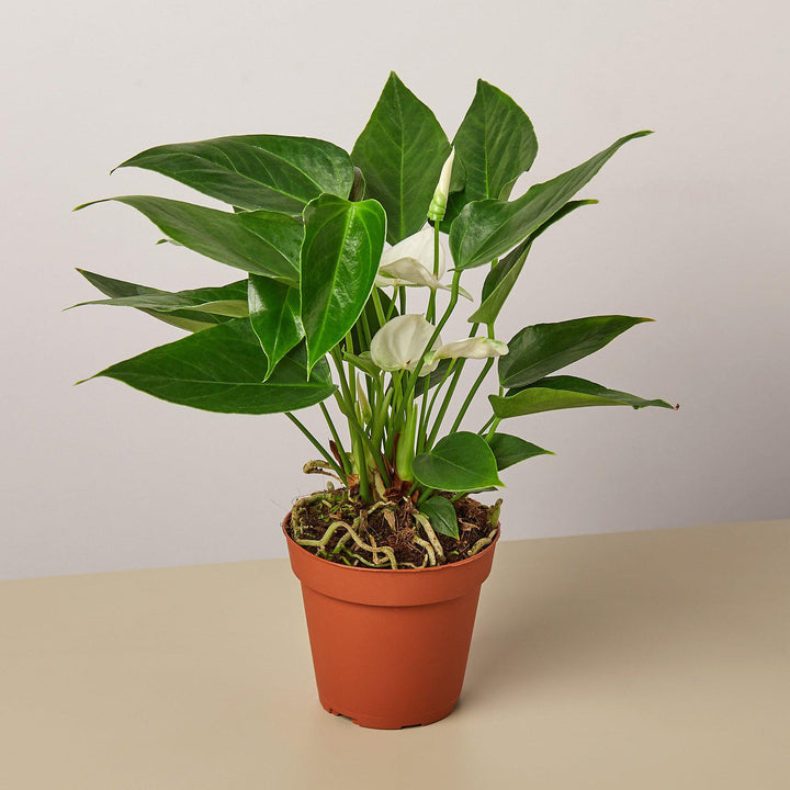 Anthurium &