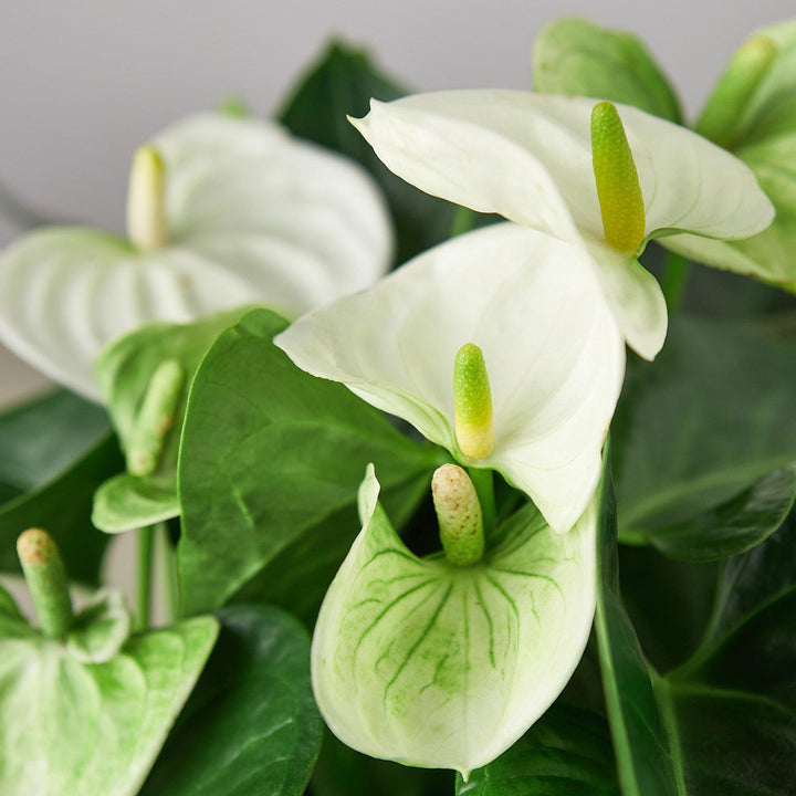 Anthurium &