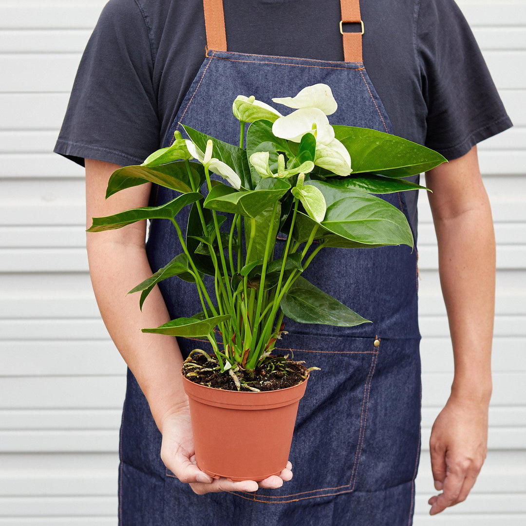 Anthurium &
