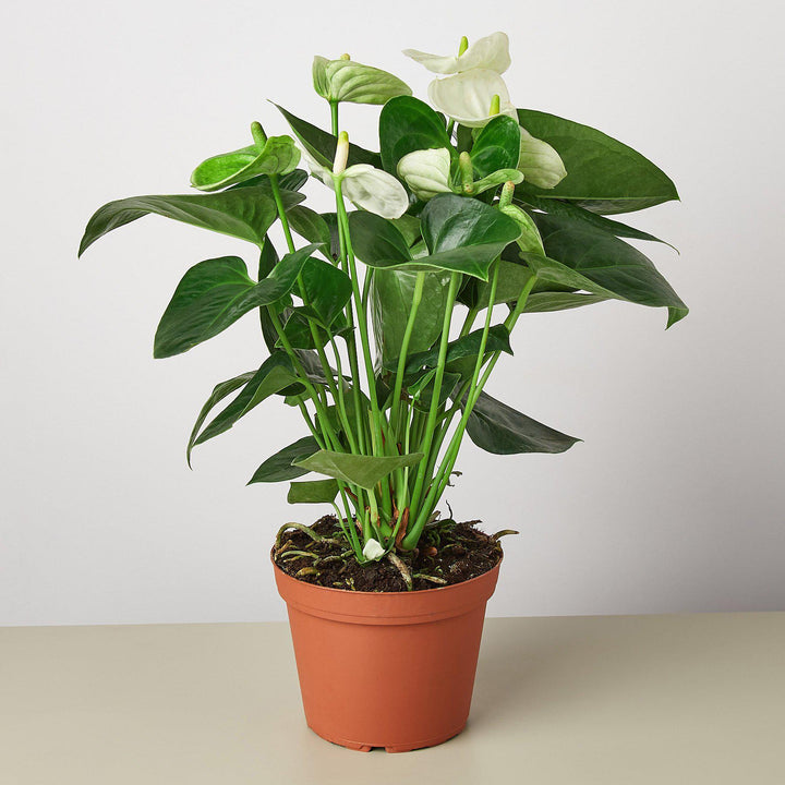 Anthurium &