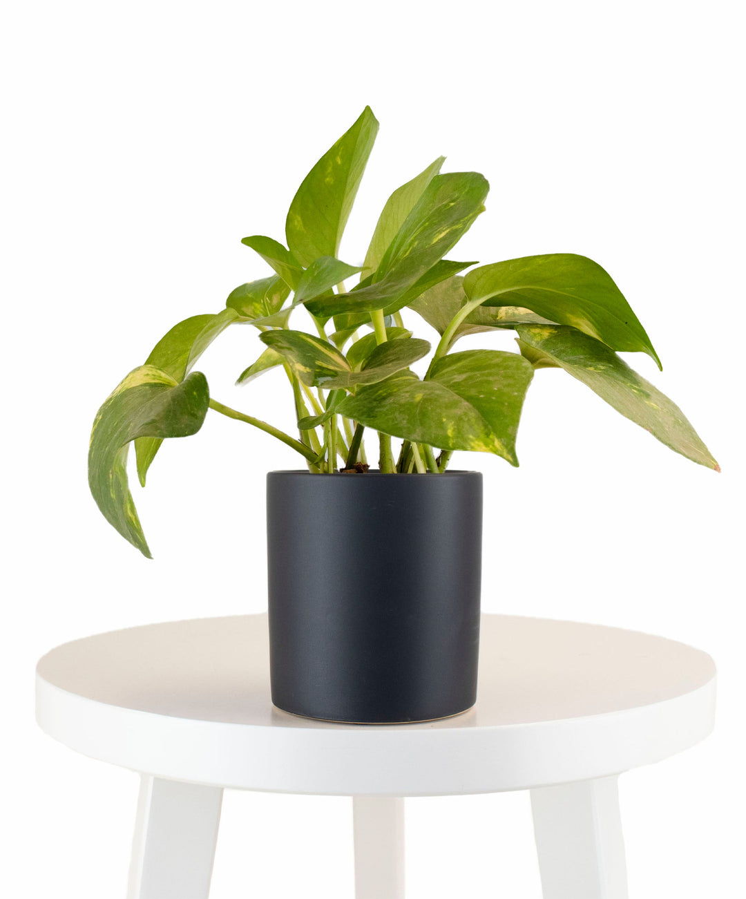 Epipremnum aureum &