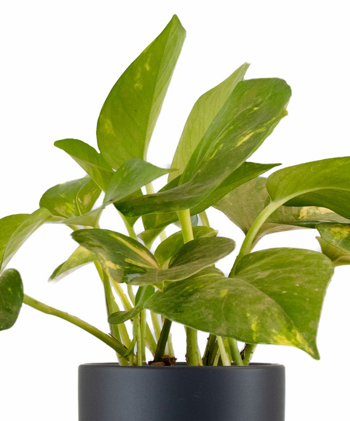 Epipremnum aureum &