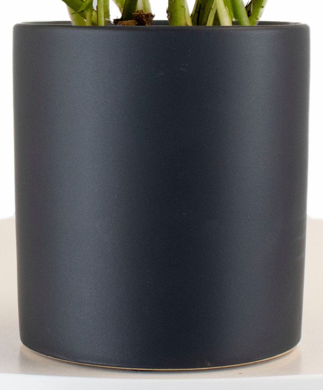 Epipremnum aureum &