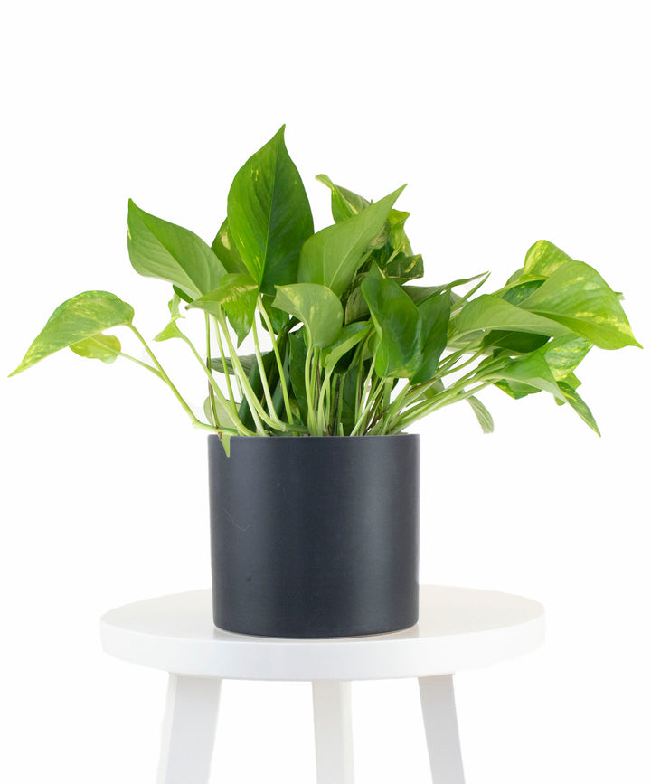 Epipremnum aureum &