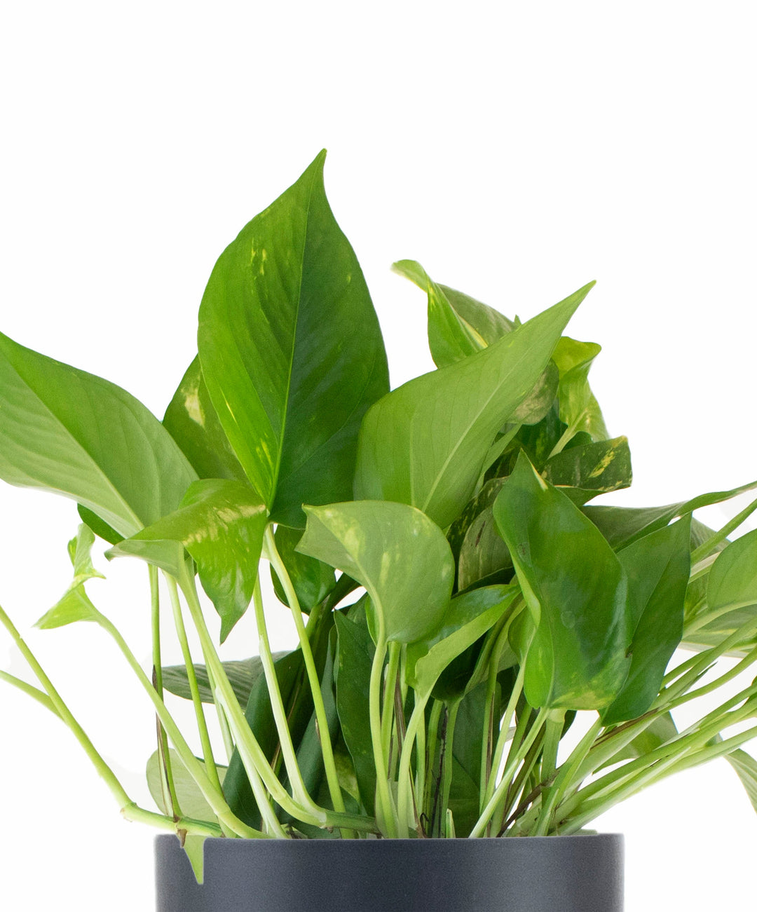 Epipremnum aureum &
