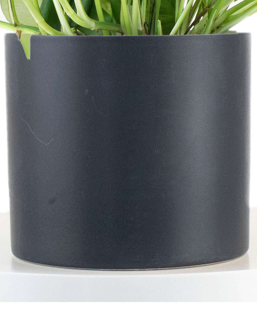 Epipremnum aureum &