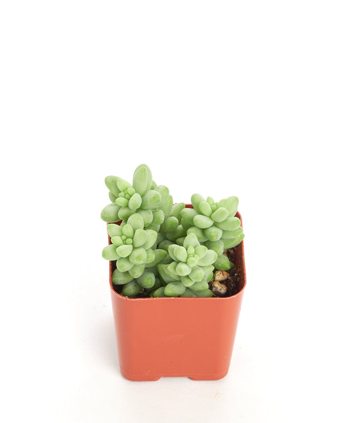 Sedum morganianum &