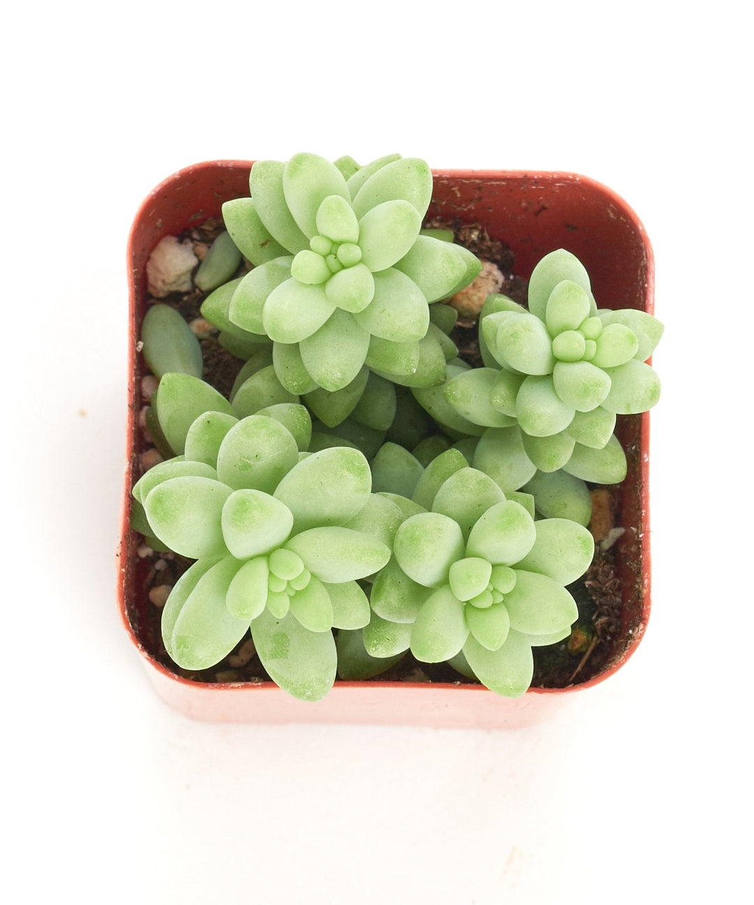 Sedum morganianum &