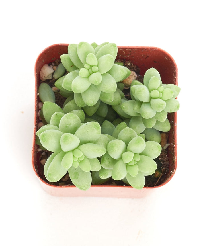 Sedum morganianum &