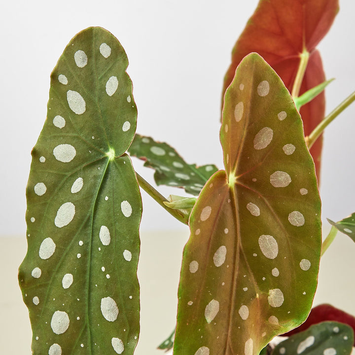 Begonia &