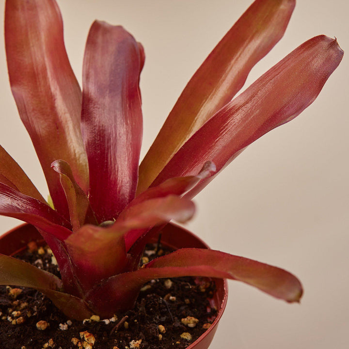 Bromeliad &