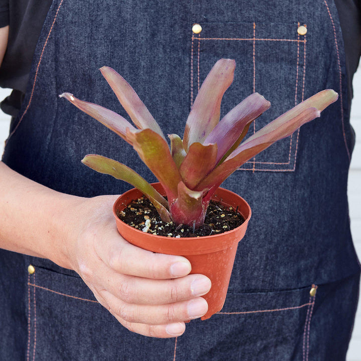 Bromeliad &